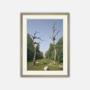 Alternative view of Hyde park Tree